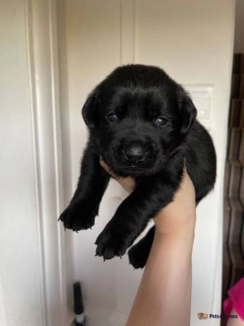 Beautiful Family Labradors for sale in Walgherton, Nantwich - Image 2