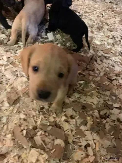 Labrador cross cocker puppies for sale in Towthorpe, North Yorkshire - Image 2