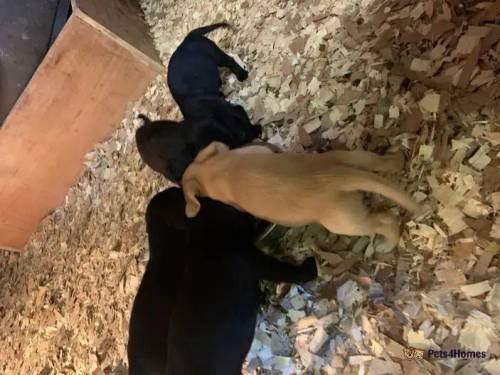 Labrador cross cocker puppies for sale in Towthorpe, North Yorkshire - Image 3