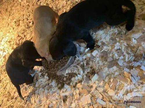 Labrador cross cocker puppies for sale in Towthorpe, North Yorkshire - Image 4