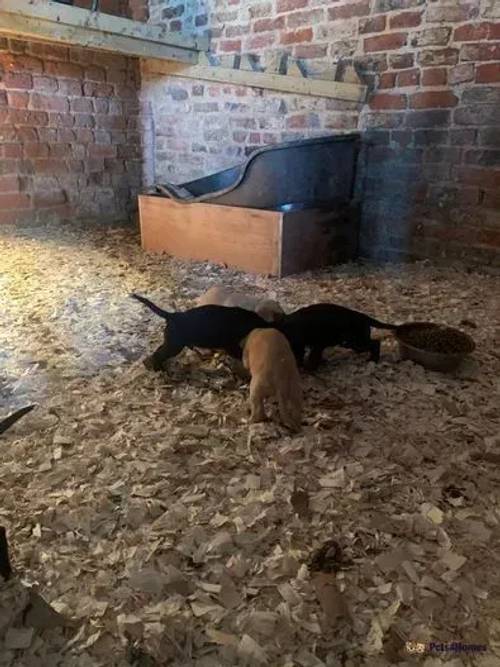 Labrador cross cocker puppies for sale in Towthorpe, North Yorkshire - Image 5