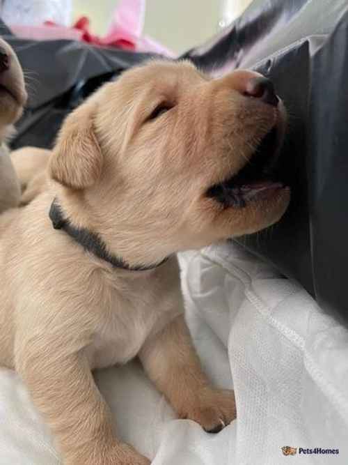 Labrador puppies for sale in Witney, Oxfordshire - Image 1