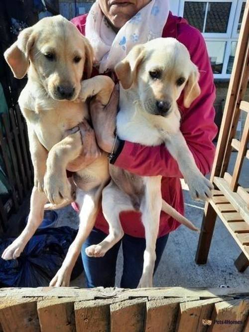 Gold and Fox Red lab pups for sale in Wimblington, March - Image 1