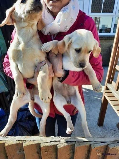 Gold and Fox Red lab pups for sale in Wimblington, March - Image 5