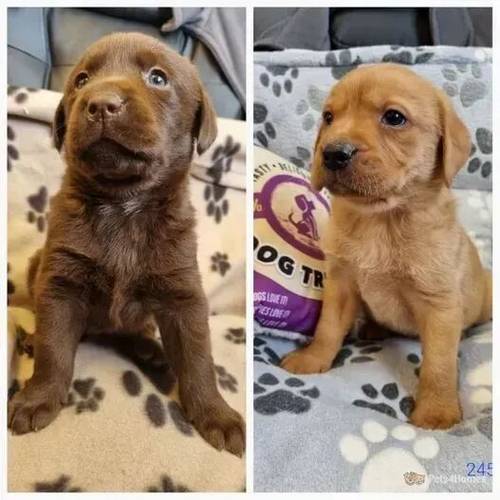 Handsome FoxRed&Choc Labrador HealthTested Puppies for sale in Redmere, Ely - Image 5