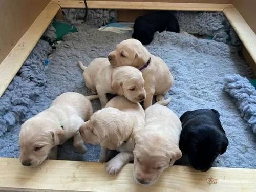 7 x Beautiful Labradors Need A Loving Home ! for sale in West Norwood, Lambeth, Greater London - Image 2