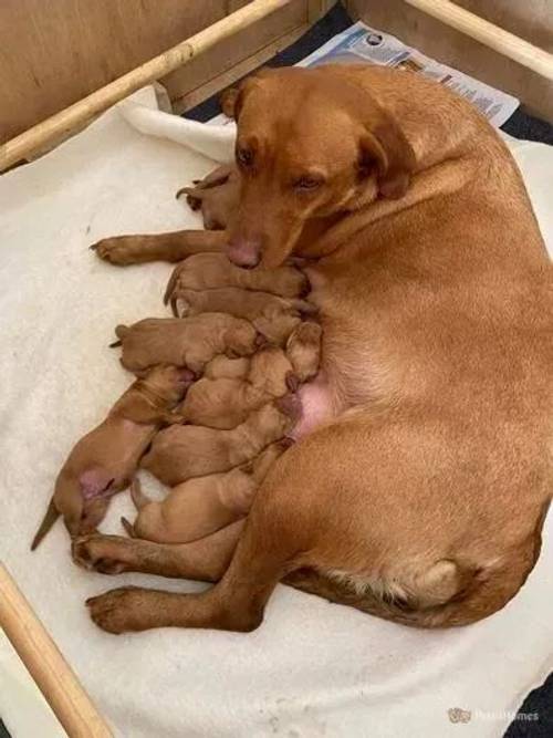 Fox Red Labradors Puppies for sale in Moreleigh, Totnes - Image 2