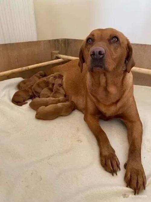 Fox Red Labradors Puppies for sale in Moreleigh, Totnes - Image 3