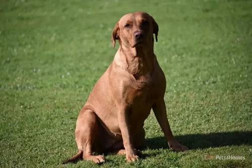 Fox Red Labradors Puppies for sale in Moreleigh, Totnes - Image 5