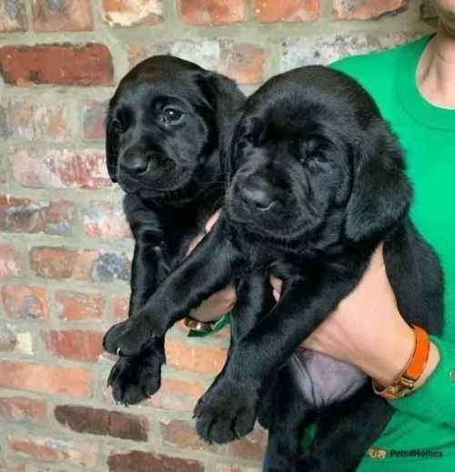 Labrador puppies for sale in Long Newton, Stockton-on-Tees - Image 1