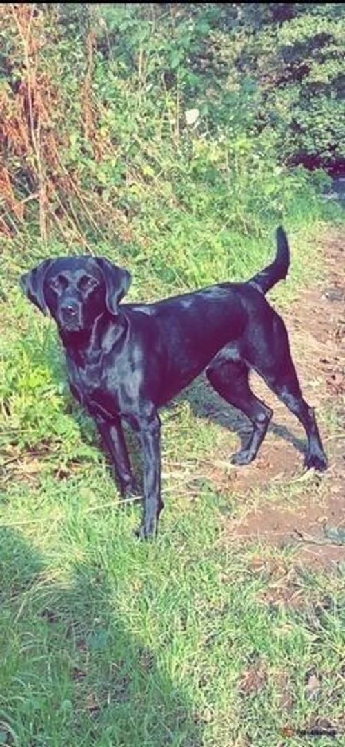 Black/Golden Labrador puppies for sale in Crieff, Perth and Kinross - Image 1