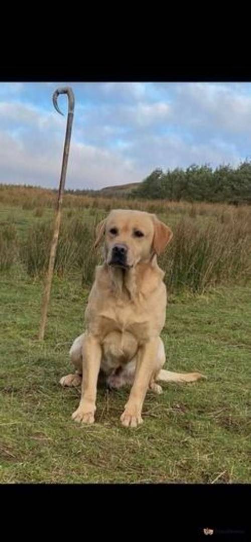 Black/Golden Labrador puppies for sale in Crieff, Perth and Kinross - Image 3