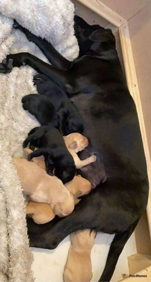 Black/Golden Labrador puppies for sale in Crieff, Perth and Kinross - Image 5