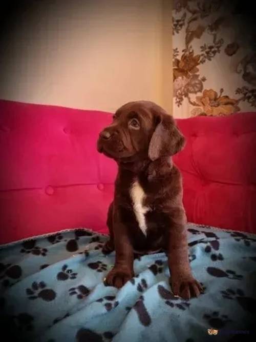 Labrador Puppies for sale in Seacroft, Leeds - Image 1