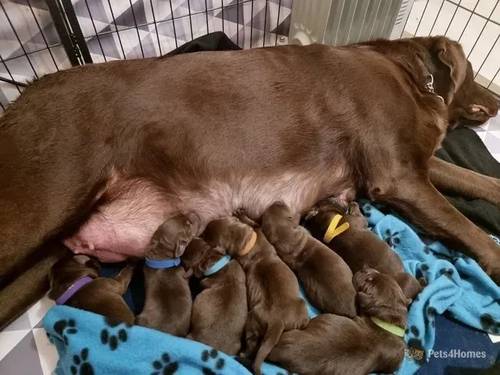 Labrador Puppies for sale in Seacroft, Leeds - Image 3