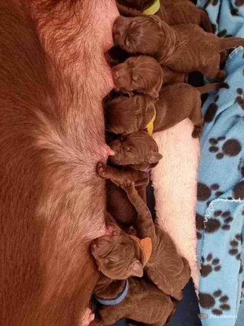 Labrador Puppies for sale in Seacroft, Leeds - Image 4