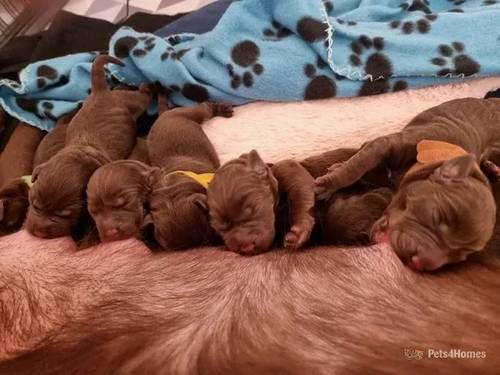 Labrador Puppies for sale in Seacroft, Leeds - Image 5