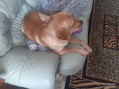 KC registered Labrador needs rehoming for sale in Charminster, Bournemouth - Image 3