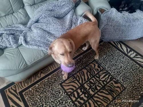 KC registered Labrador needs rehoming for sale in Charminster, Bournemouth - Image 4