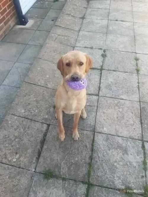 KC registered Labrador needs rehoming for sale in Charminster, Bournemouth - Image 5