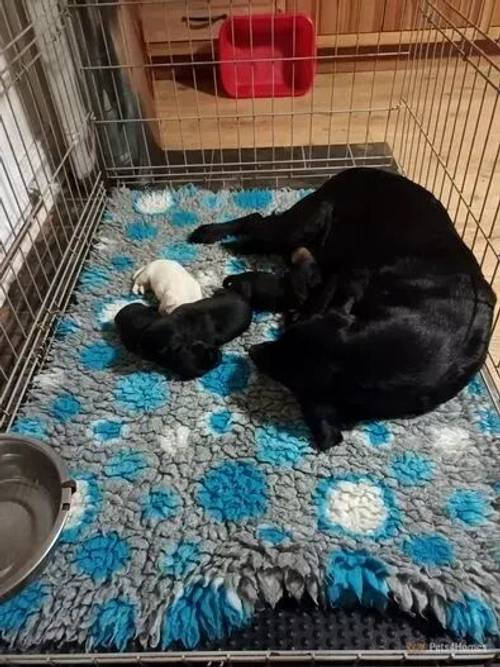 Labrador Puppies for sale in Wark, Hexham - Image 1