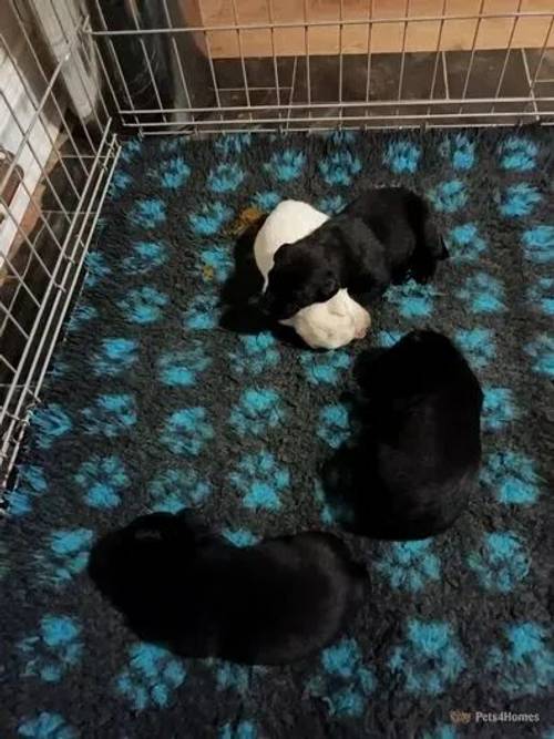 Labrador Puppies for sale in Wark, Hexham - Image 3