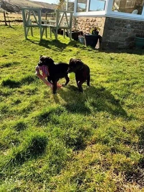 Labrador Puppies for sale in Wark, Hexham - Image 4