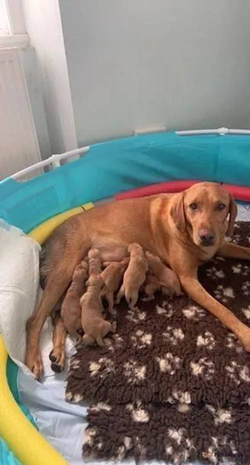 FOX RED LABRADOR PUPPIES for sale in Elderslie, Renfrewshire - Image 3