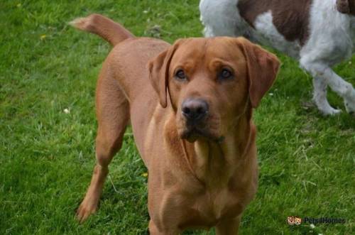 FOX RED LABRADOR PUPPIES for sale in Elderslie, Renfrewshire - Image 4