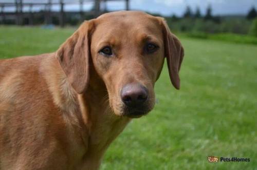 FOX RED LABRADOR PUPPIES for sale in Elderslie, Renfrewshire - Image 5