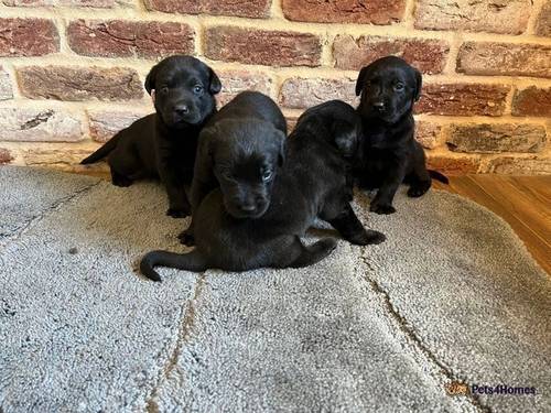 Beautiful Labrador Puppies for sale in Murrow, Cambridgeshire - Image 1