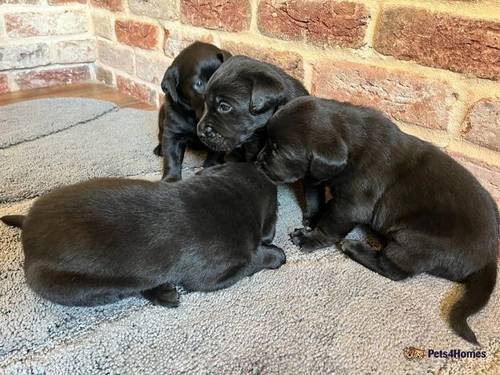 Beautiful Labrador Puppies for sale in Murrow, Cambridgeshire - Image 4