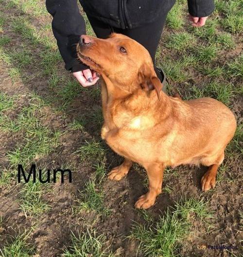 DARK FOX RED LABRADOR PUPPIES for sale in Holbeach Drove, Lincolnshire - Image 4