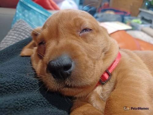 Fox red labrador puppies for sale in March, South Lanarkshire - Image 1