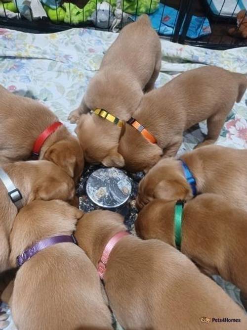 Fox red labrador puppies for sale in March, South Lanarkshire - Image 3