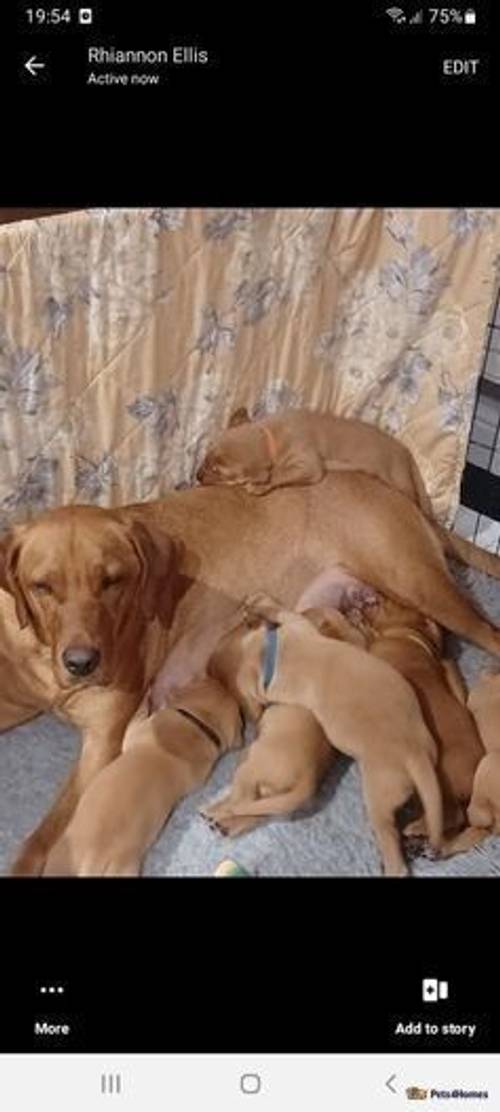 Fox red labrador puppies for sale in March, South Lanarkshire - Image 4