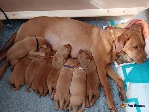 Fox red labrador puppies for sale in March, South Lanarkshire - Image 5