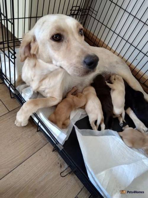 Beautiful mixed litter of labrador pups for sale in Little Arowry, Wrexham - Image 1