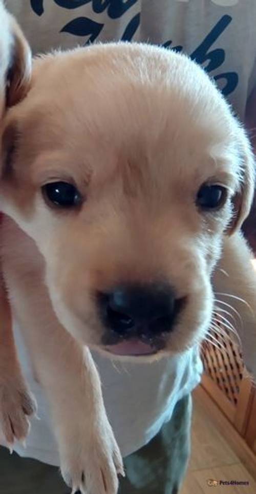 Beautiful mixed litter of labrador pups for sale in Little Arowry, Wrexham - Image 2