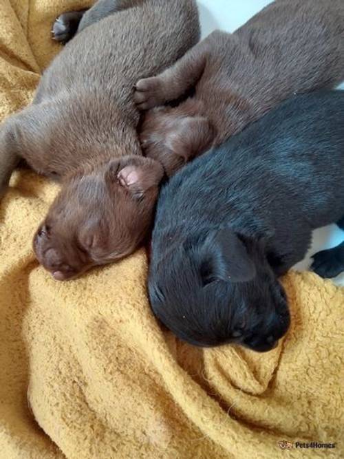 Beautiful mixed litter of labrador pups for sale in Little Arowry, Wrexham - Image 3