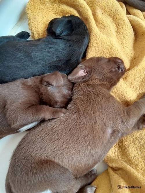 Beautiful mixed litter of labrador pups for sale in Little Arowry, Wrexham - Image 4