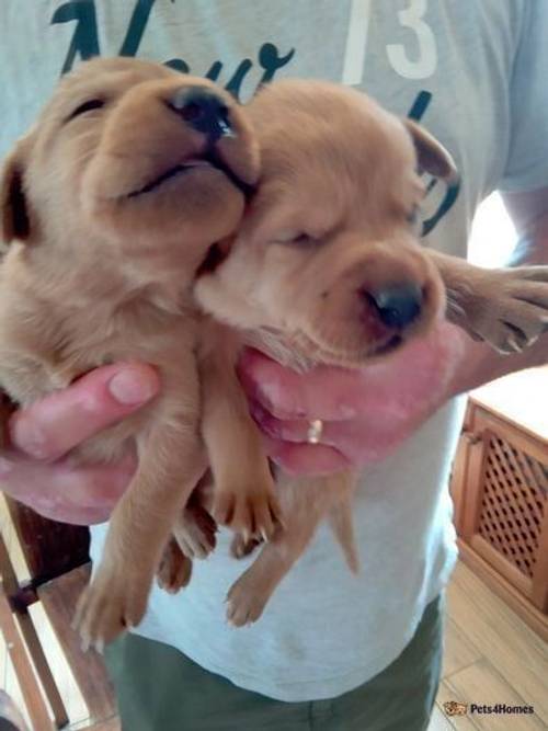 Beautiful mixed litter of labrador pups for sale in Little Arowry, Wrexham - Image 5