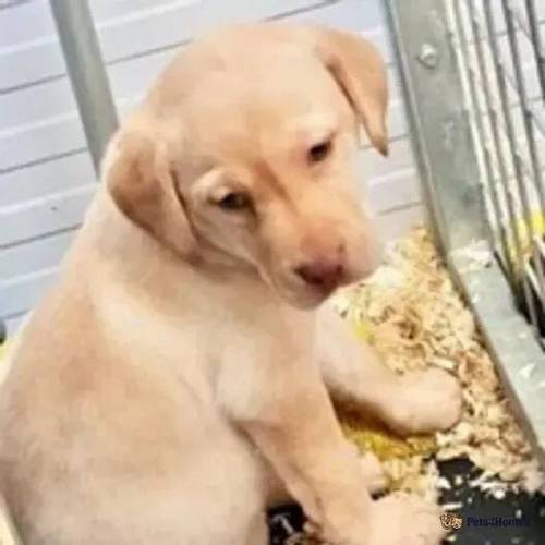 KC registered Working Labradors for sale in Crowland, Peterborough - Image 1