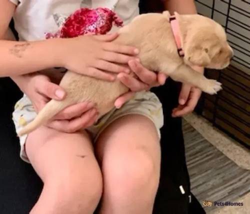 10 Golden Labrador Puppies needing a loving home for sale in Wisbech, Cambridgeshire - Image 4