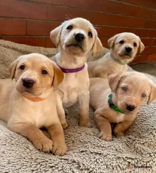 Yellow Labrador puppies from HEALTH TESTED PARENTS for sale in Farington Moss, Lancashire - Image 1