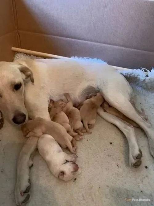 Yellow Labrador puppies from HEALTH TESTED PARENTS for sale in Farington Moss, Lancashire - Image 3