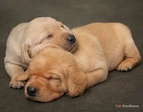 Yellow Labrador puppies from HEALTH TESTED PARENTS for sale in Farington Moss, Lancashire - Image 5