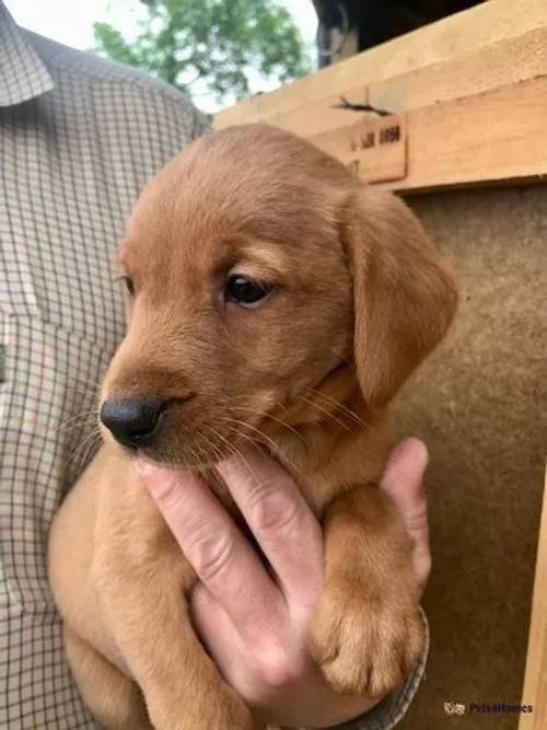 Dark Fox Red Labrador KC Registered Puppies for sale in Morton, Bourne - Image 1