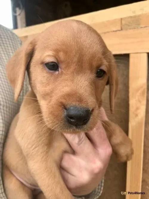 Dark Fox Red Labrador KC Registered Puppies for sale in Morton, Bourne - Image 4