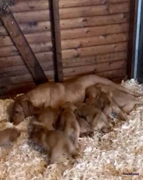 Dark Fox Red Labrador KC Registered Puppies for sale in Morton, Bourne - Image 5